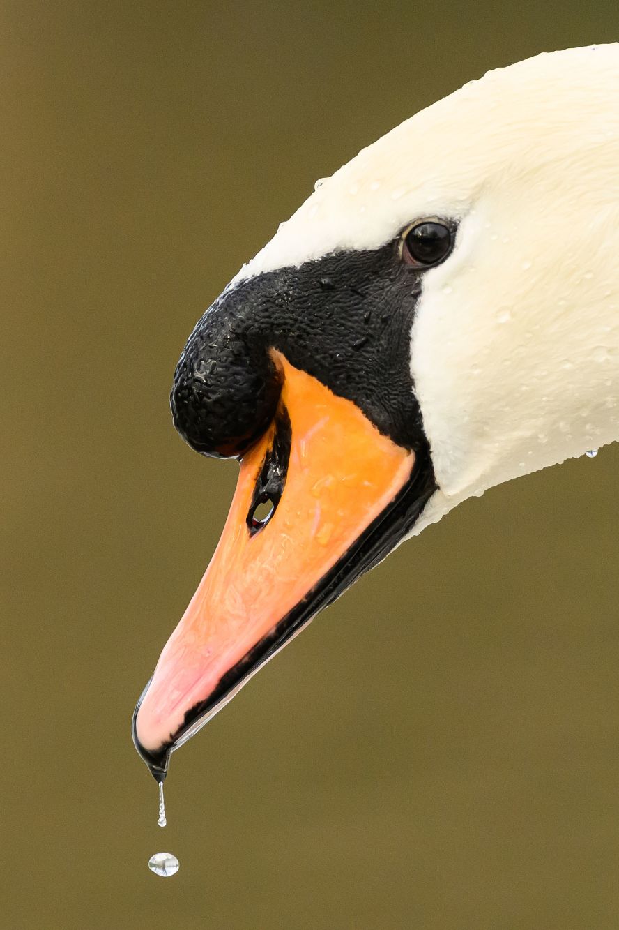 A swan paddles through a flooded parking lot in Wallingford, England, on Friday, January 5, after heavy rain and sewer system overflows caused the River Thames to break its banks.