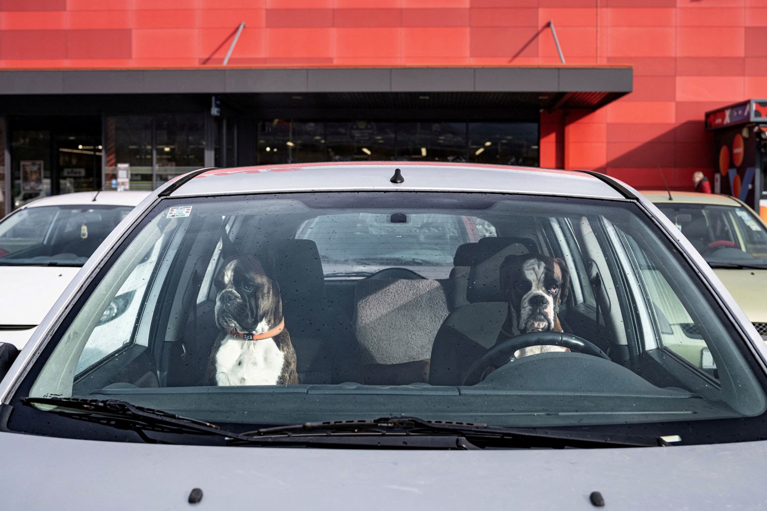Two boxers sit in a car as they wait for their owners to come back from a shopping center in Matulji, Croatia, on Sunday, January 7.