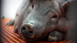 Dr. Sanjay Gupta got an exclusive look into a top secret facility where they genetically modify pigs to be used for human organ donors.