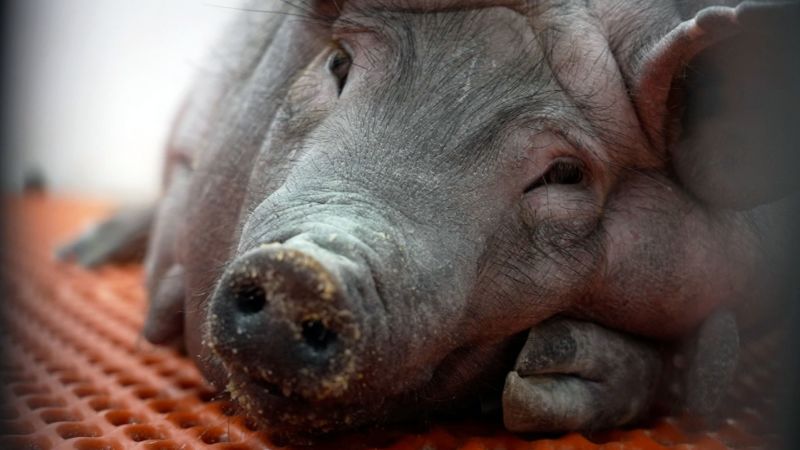 More people need transplants than there are organ donors. Pigs might be a solution