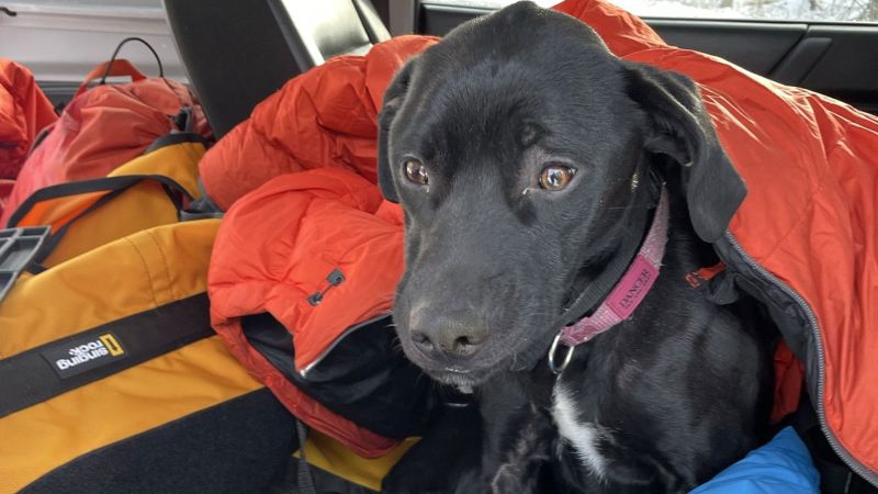 Куче, спасено след падане от 60-футова скала близо до брега на езерото Горно в Мичиган