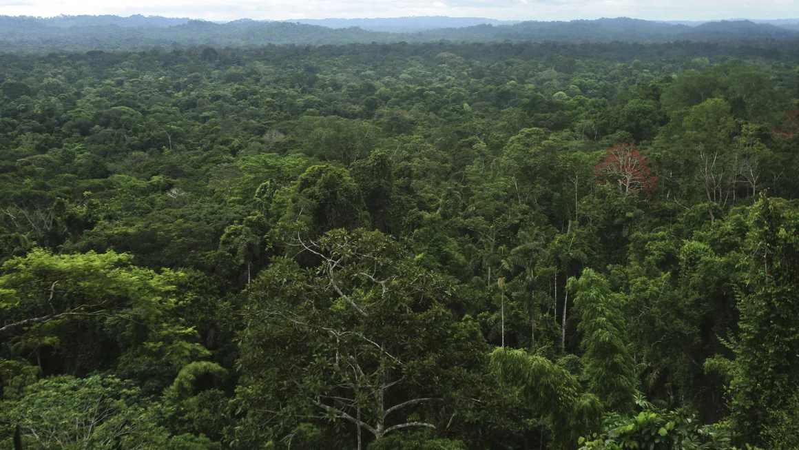 Exciting discovery in the Amazon jungle: Huge ancient city