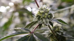 Jessup, MD - June 14: A budding marijuana plant grows at the Verano cultivation facility in Jessup, MD on June 14, 2023. Verano operates four dispensaries in Maryland.

(Photo by Minh Connors/The Washington Post via Getty Images)