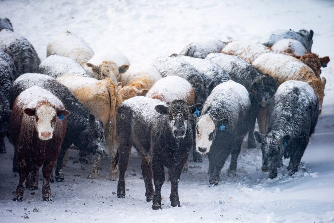 Cows graze through the snow in Atlantic, Iowa, on Saturday, January 13.