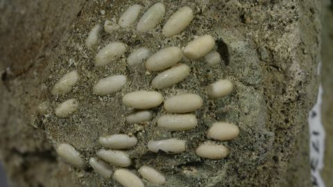 29 million-year-old grasshopper nest full of eggs is a one-of-a-kind fossil.