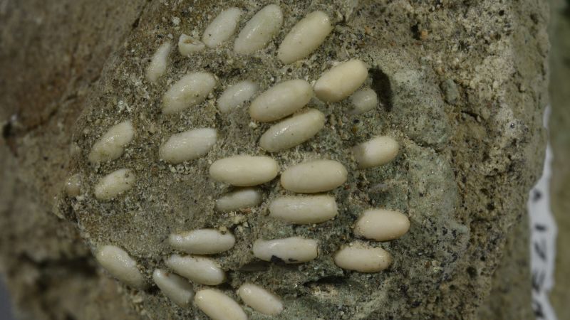 Гнездо на скакалец на 29 милиона години, пълно с яйца, може да е единствен по рода си вкаменелост, казва проучване