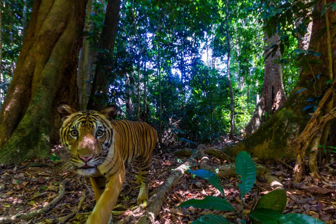 With just 150 left in the wild, the Malaysian tiger is critically endangered. That's why wildlife photographer Emmanuel Rondeau joined forces with WWF-Malaysia, to take on the near-impossible task of capturing the big cat on camera in Royal Belum State Park. It took five months to get the perfect shot (pictured) — and Rondeau hopes it will motivate the country to continue its conservation efforts. <strong>Look through the gallery to see the other rare wildlife he caught on camera. </strong>
