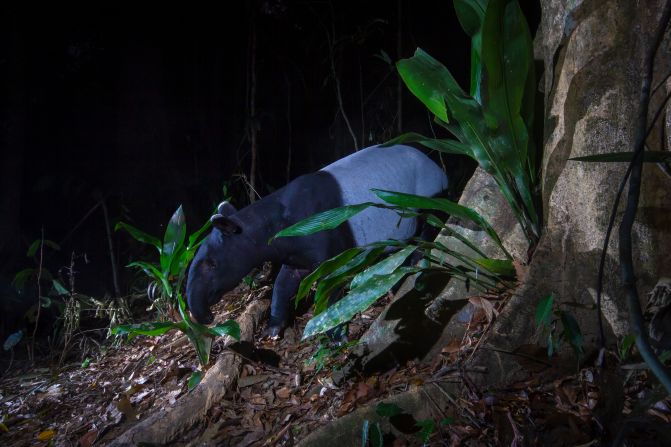 The Malay Tapir, <a href="index.php?page=&url=https%3A%2F%2Fwww.britannica.com%2Fanimal%2Ftapir" target="_blank" target="_blank">the only tapir species found outside of the Americas</a>, is endangered and numbers less than <a href="index.php?page=&url=https%3A%2F%2Fwww.iucnredlist.org%2Fspecies%2F21472%2F45173636" target="_blank" target="_blank">2,500 in the wild</a>. The rapid reduction in the population is largely due to habitat loss, as vast stretches of forest have been converted into plantations for palm oil or logging. 