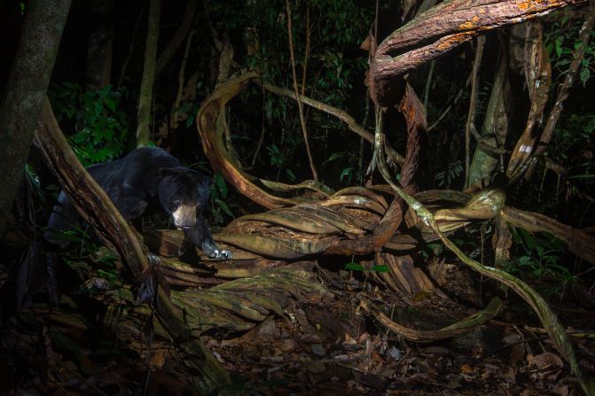 Known as the <a href="index.php?page=&url=https%3A%2F%2Fwww.britannica.com%2Fanimal%2Fsun-bear" target="_blank" target="_blank">world's smallest bear species</a>, sun bears are named after the orange crescent on their chest. The <a href="index.php?page=&url=https%3A%2F%2Fwww.ncbi.nlm.nih.gov%2Fpmc%2Farticles%2FPMC2630947%2F" target="_blank" target="_blank">bear's bile and gall bladder</a> are prized ingredients in Traditional Chinese Medicine, which has led to widespread hunting of the species, and its remaining population in Southeast Asia is now <a href="index.php?page=&url=https%3A%2F%2Fwww.iucnredlist.org%2Fspecies%2F9760%2F123798233%23population" target="_blank" target="_blank">heavily fragmented</a>.