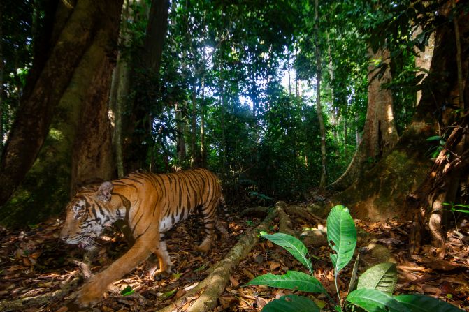 Over the five-month project, the camera traps captured just three shots of tigers. Two showed the tiger looking the wrong way, like this photo, with just one perfect shot of the apex predator. 