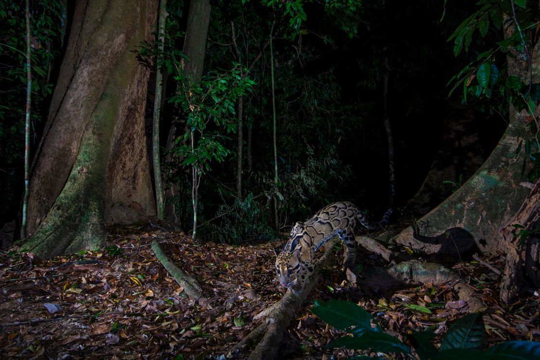 马来西亚皇家贝鲁姆州立公园的云豹（Neofelis nebulosa）。