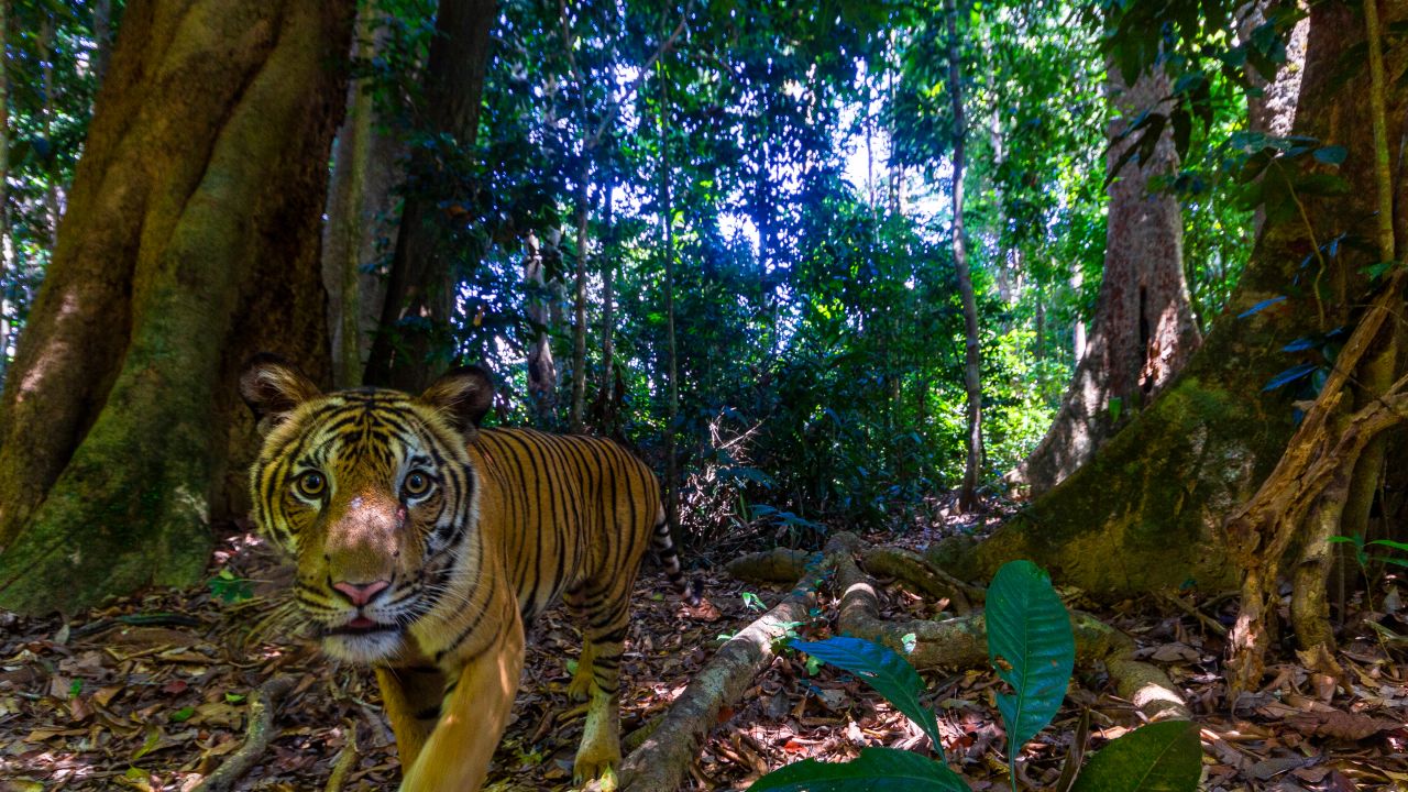 Tiger (Panthera tigris) in Royal Belum State Park, Malaysia.