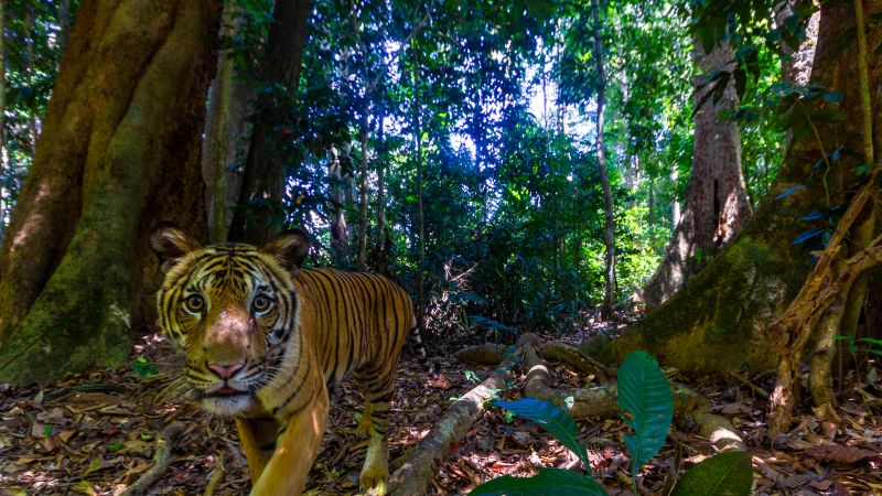 Защо рядко изображение на един от последните тигри в Малайзия дава надежда на природозащитниците
