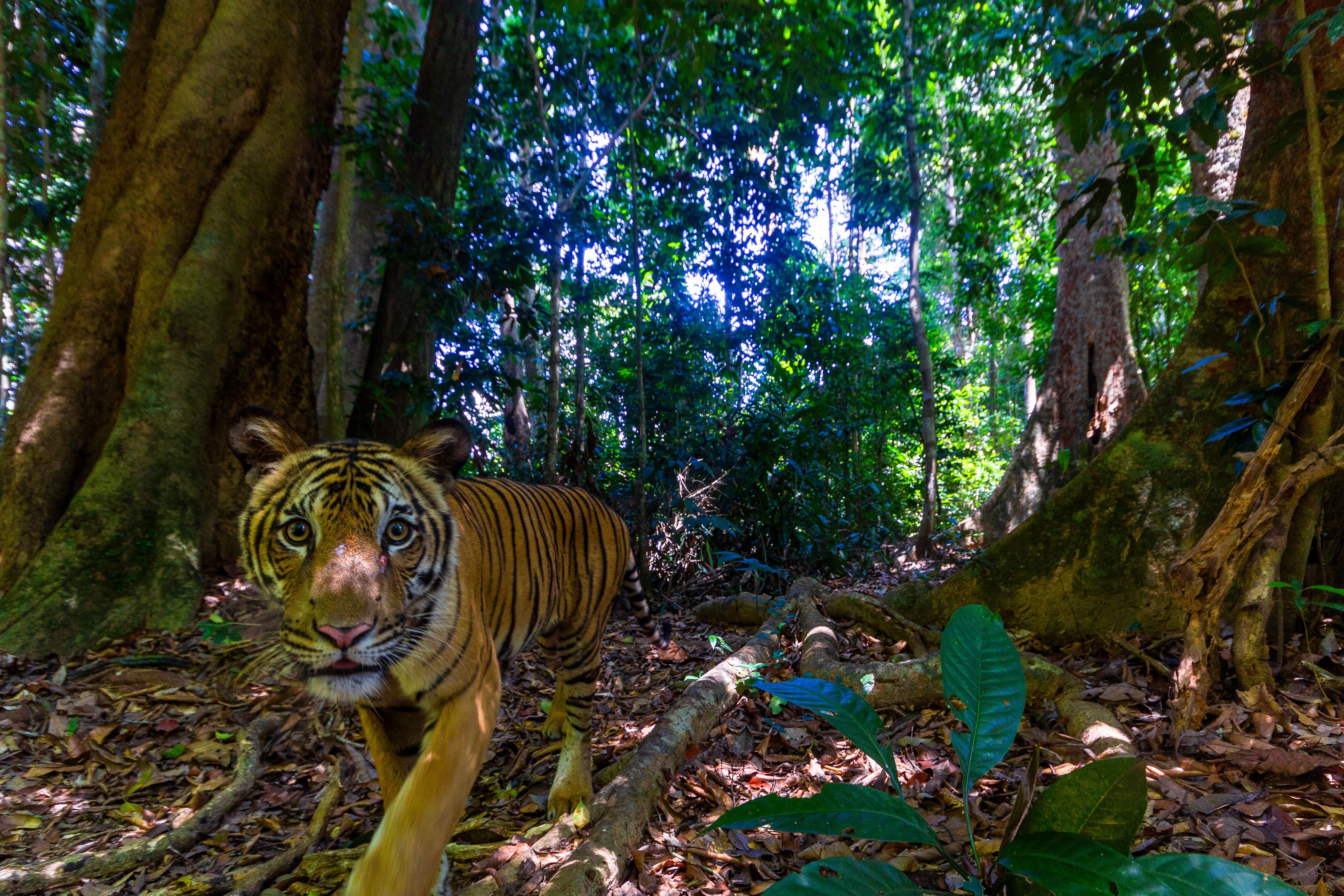 Malaysia's last tigers: Why this rare image is giving conservationists hope