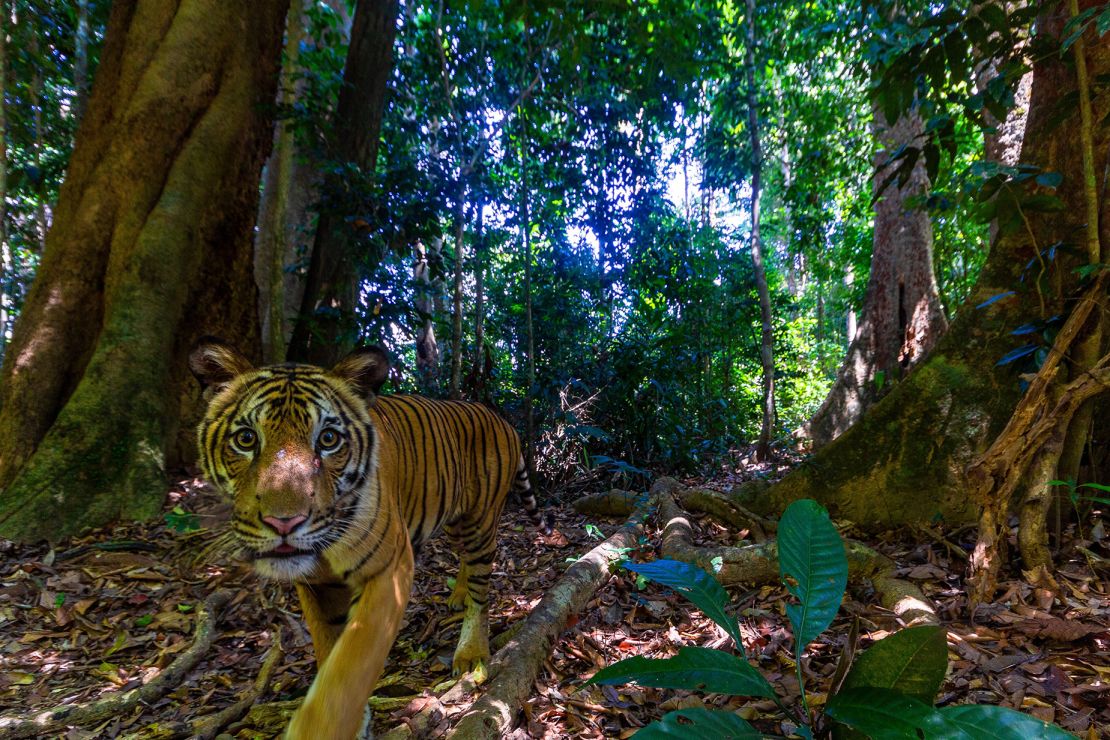 It took five months for photographer Emmanuel Rondeau to capture the perfect shot of a Malayan tiger.