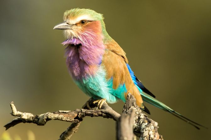 Beyond the "Big Five," the area surrounding the hotel is rich in bird life, from birds of prey to this petite lilac-breasted roller.