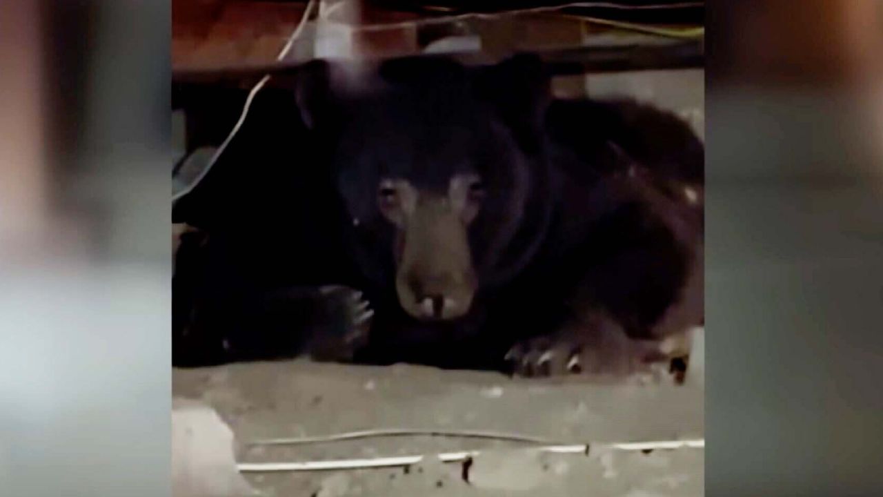 Woman finds large black bear in crawlspace. See how she convinced it to ...