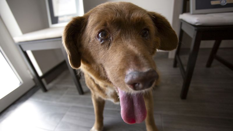 Bobby, el «perro más viejo de todos los tiempos», cuyo título ha sido suspendido en medio de la investigación