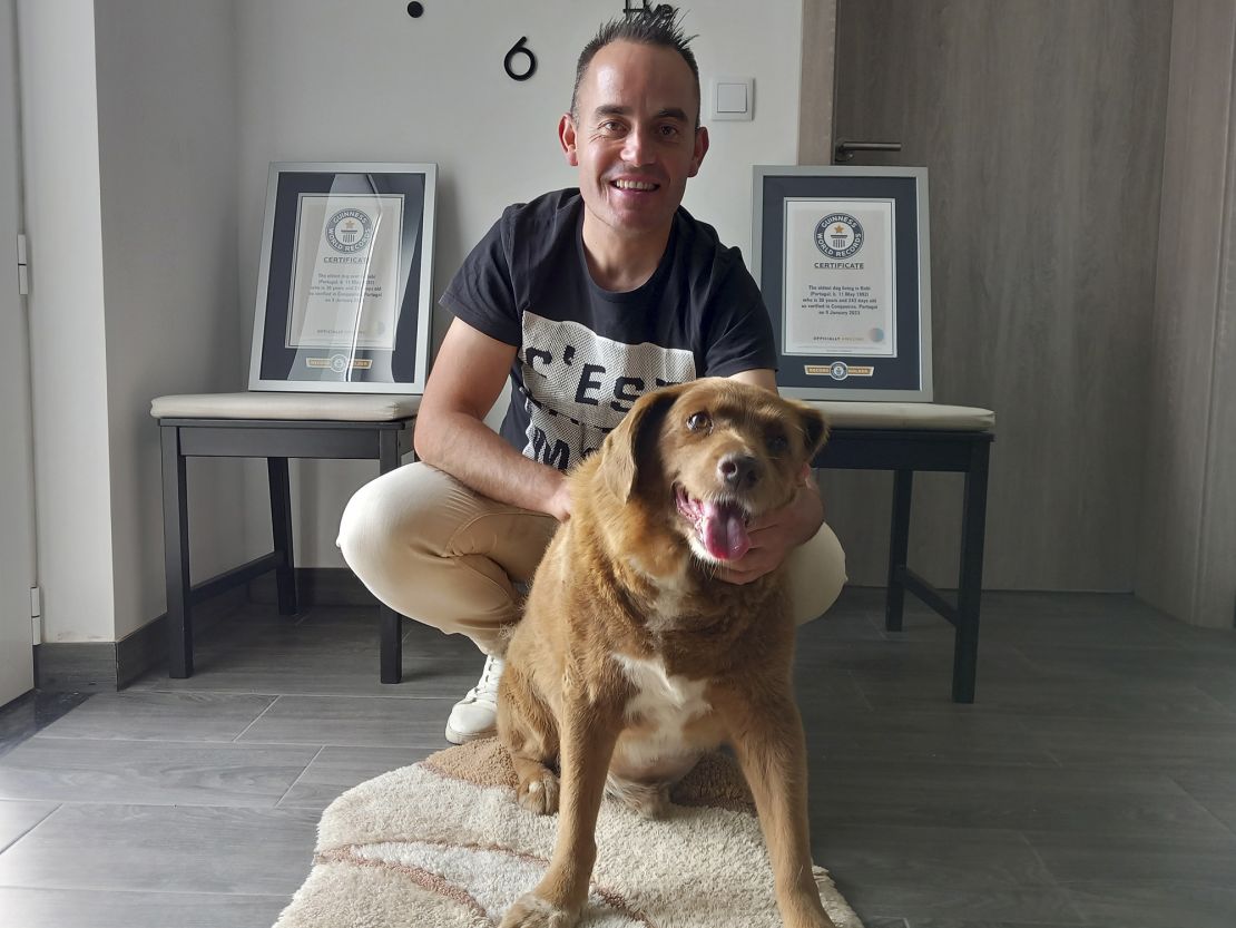 Bobi, a purebred Rafeiro do Alentejo Portuguese dog, poses for a photo with his owner Leonel Costa and his Guinness World Record certificates for the oldest dog, at their home in Conqueiros, central Portugal, Saturday, May 20, 2023. Bobi's owner said Monday, Oct. 23, 2023, that he passed away Saturday at 31 years and 165 days of age. (AP Photo/ Jorge Jeronimo)
