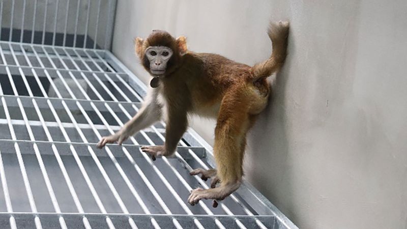 New cloned rhesus monkey highlights limits of cloning