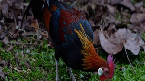 Call to Earth Red jungle fowl