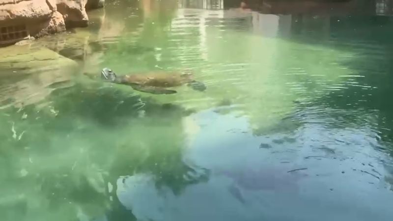 Call to Earth Day 2023: Protecting endangered animals