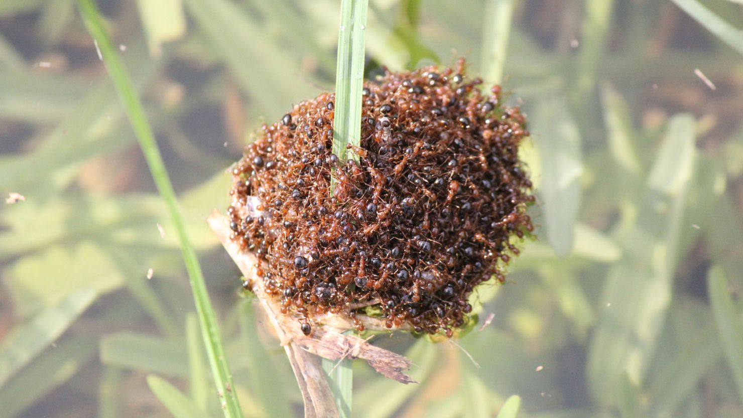 A fire ant raft is seen floating on water in the northern Gold Coast of Australia.