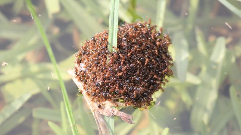 Смъртоносни огнени мравки образуват салове, за да прекосят австралийските наводнения
