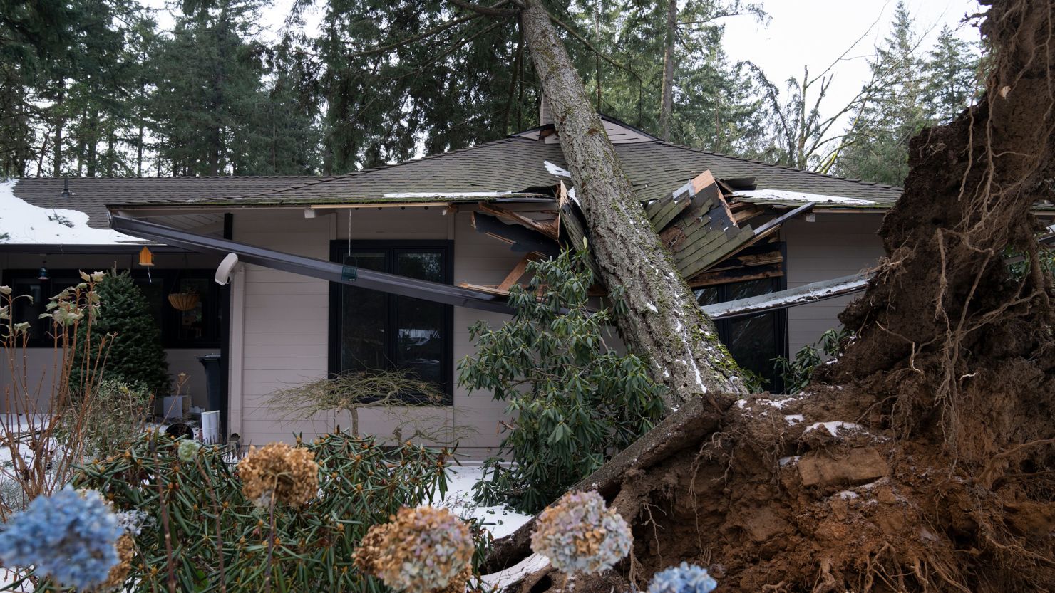 A tree rests on a home after a storm moved through the area on Tuesday, Jan. 16, 2024, in Lake Oswego, Ore. (AP Photo/Jenny Kane)