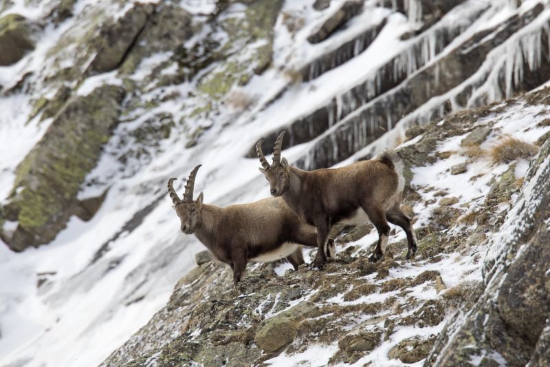 Mountain Goats Are Adopting A More Nocturnal Lifestyle Thanks To   240117124154 01 Climate Change Goats 