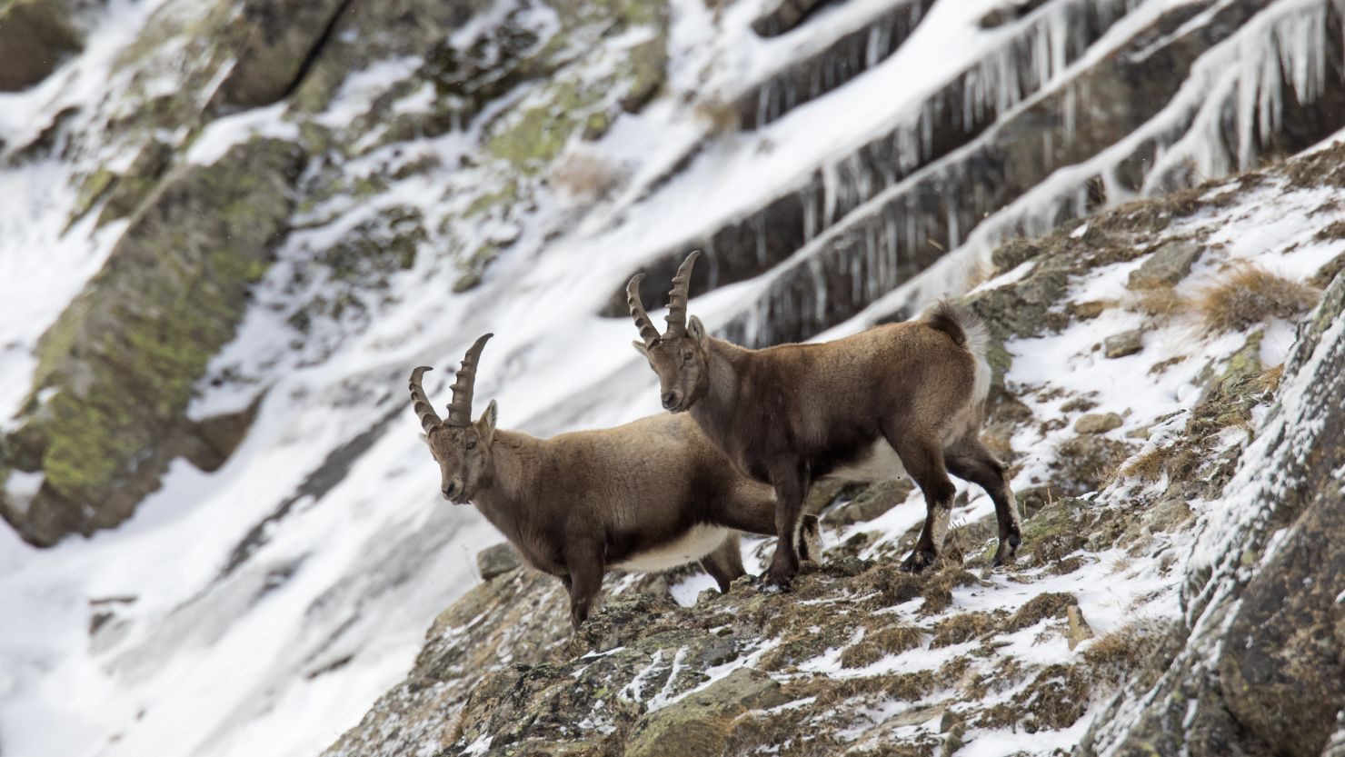 Two young male Alpine ibexes (Capra ibex) with small horns foraging in rock face in winter, Gran Paradiso National Park, Italian Alps, Italy. (Photo by: Sven-Erik Arndt/Arterra/Universal Images Group via Getty Images)