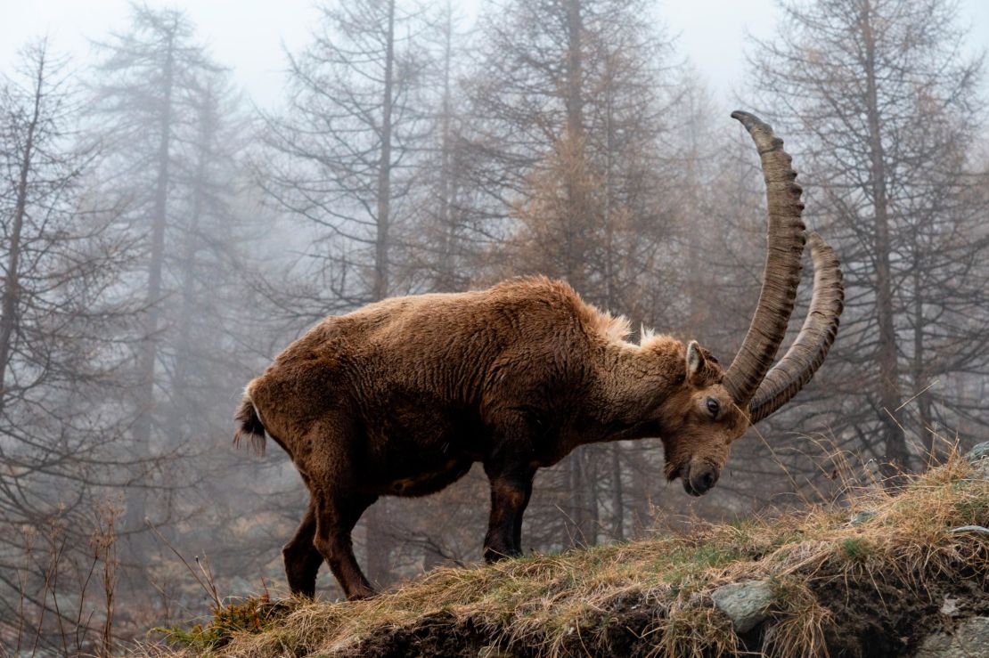 Mountain goats are adopting a more nocturnal lifestyle, thanks to ... Biology Diagrams