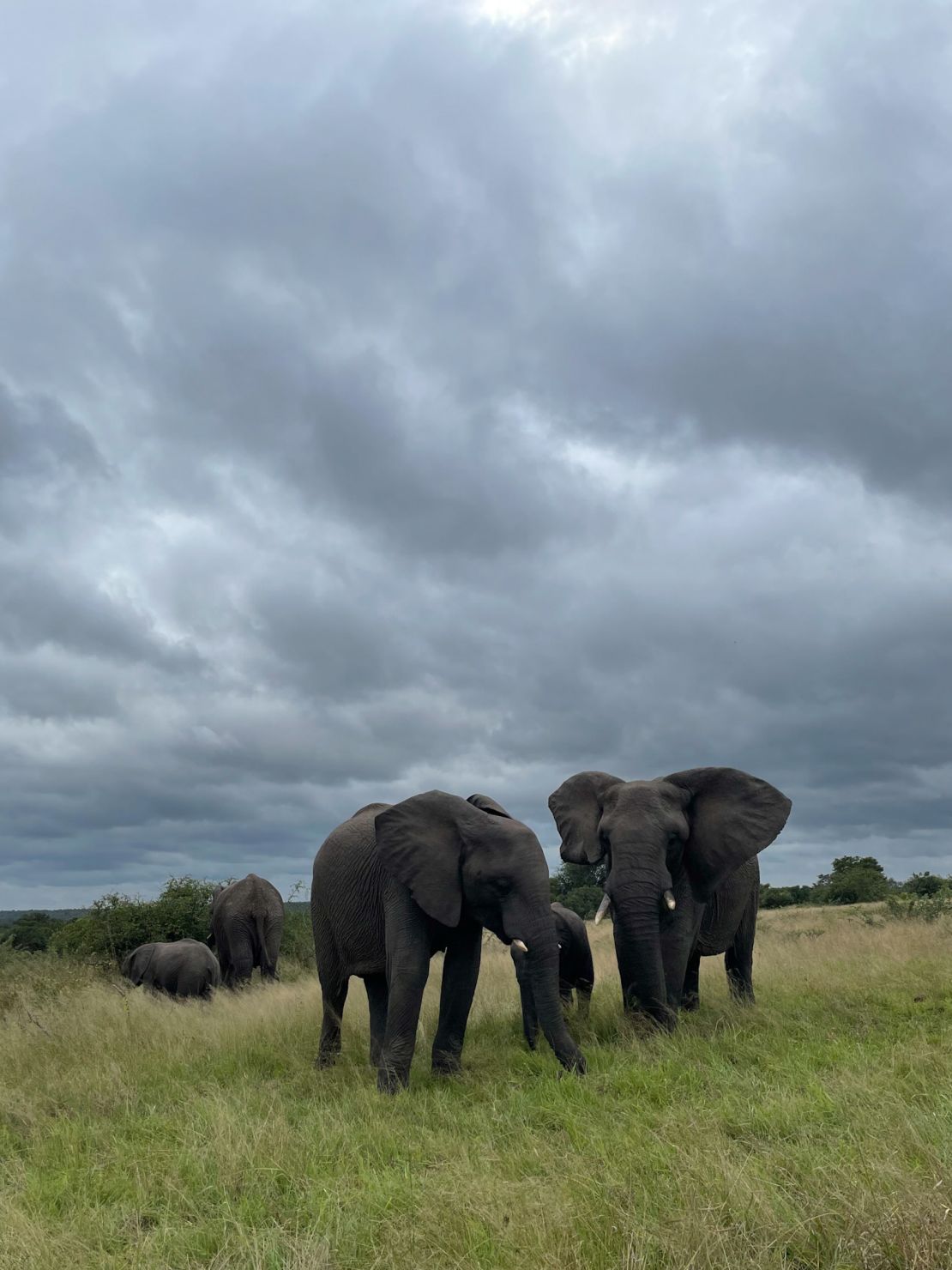 Elephants spotted on a game drive near Kruger Shalati: The Train on the Bridge in Kruger National Park.