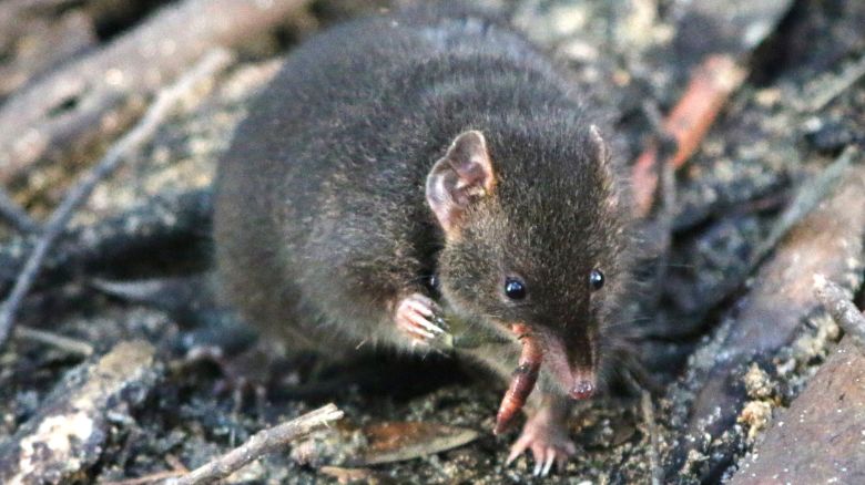 A male dusky antechinus we studied in naturalistic enclosures located in Cape Otway- Australia (2).