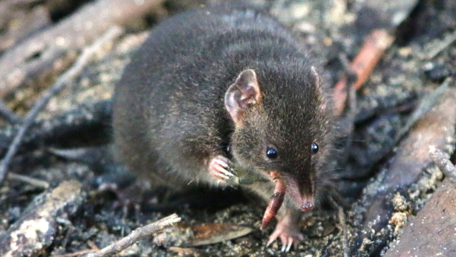 A male dusky antechinus we studied in naturalistic enclosures located in Cape Otway- Australia (2).