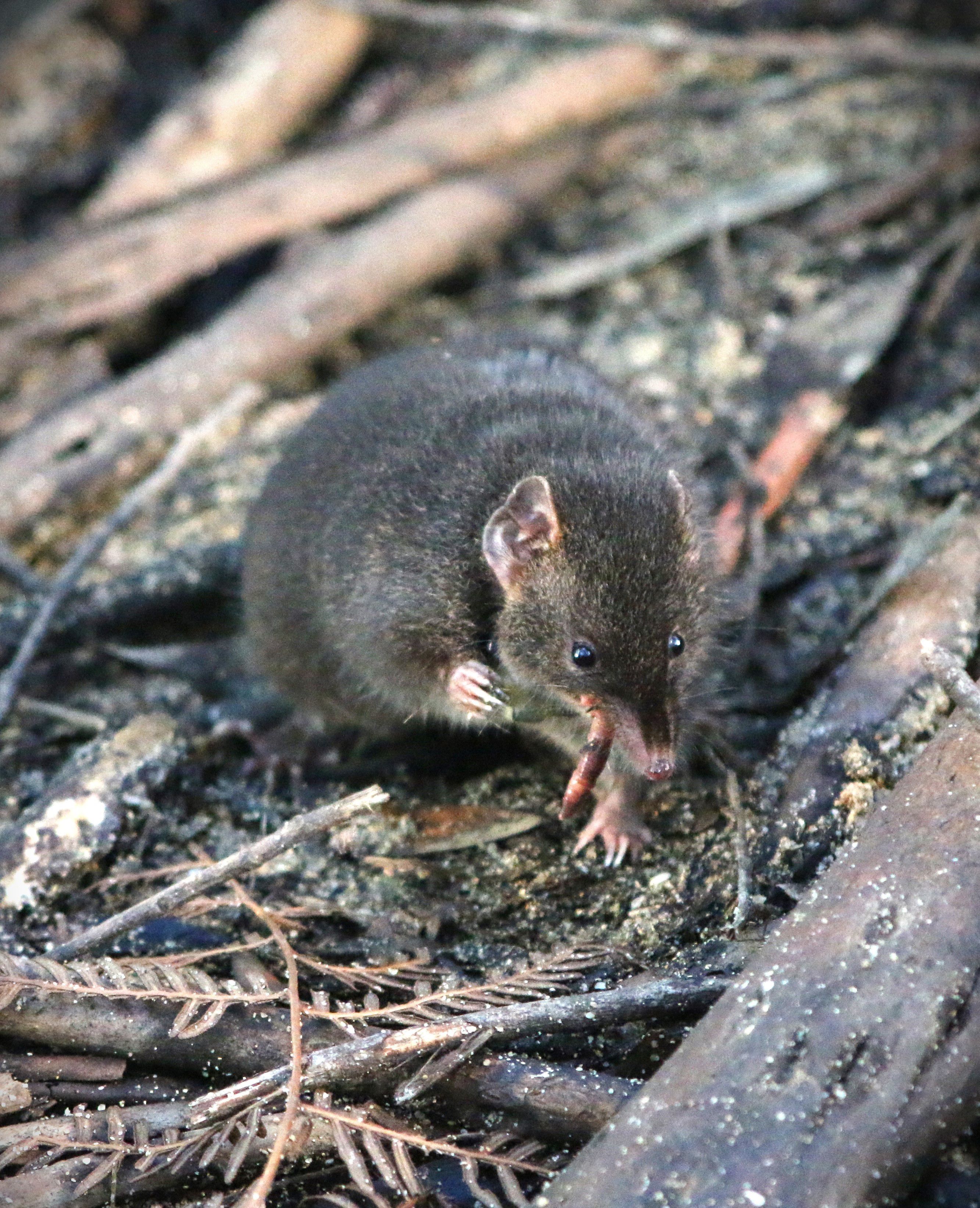 These small male marsupials give up sleep for sex, then die after intense  mating season, study finds | CNN