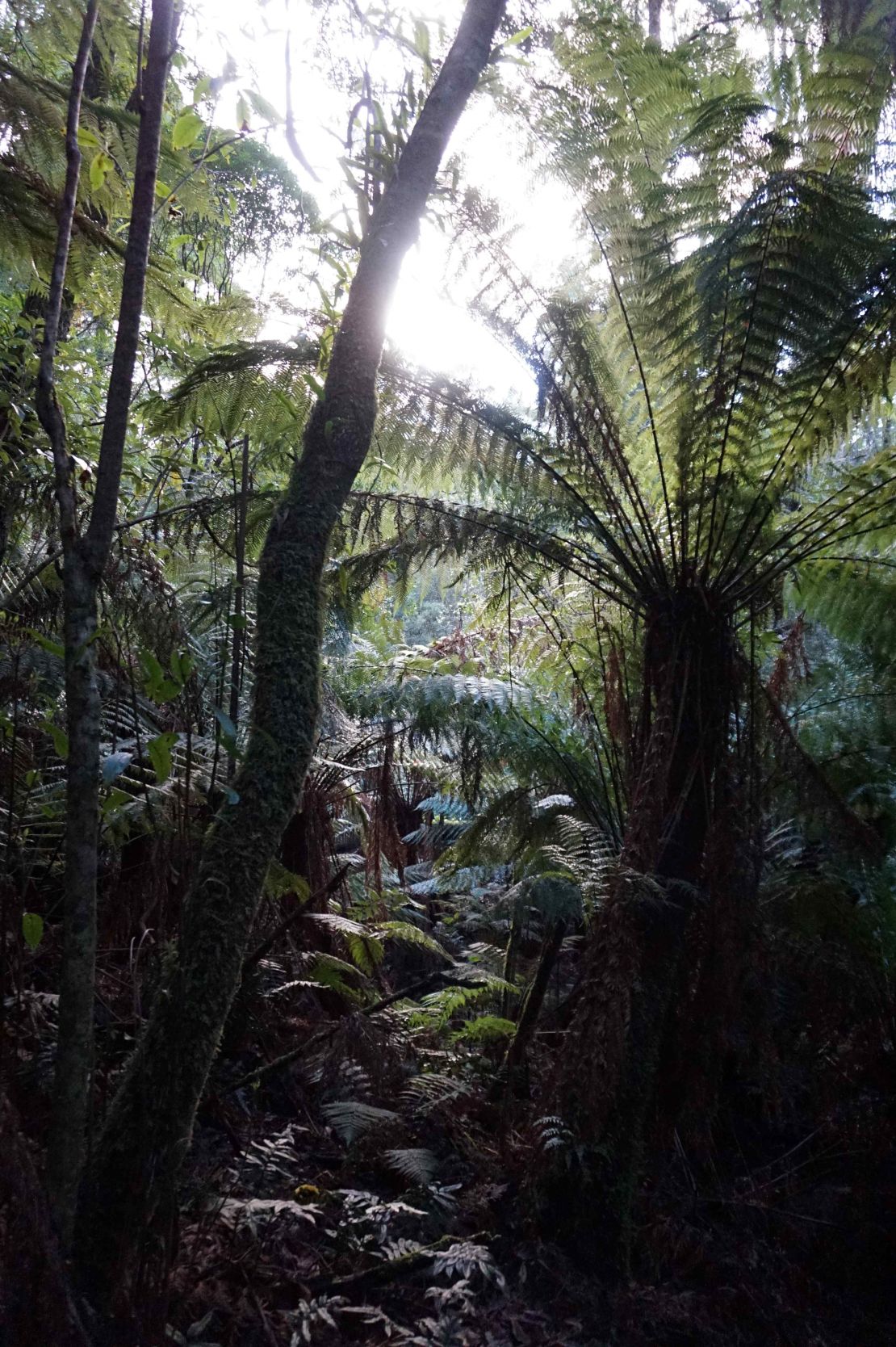 Cool Temperate Rainforest in southern Australia where dusky and agile antechinus lose sleep for sex during the breeding season (2).