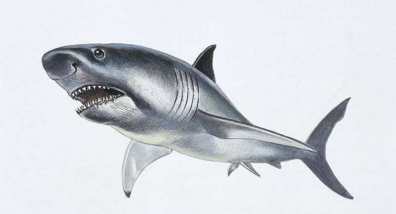 Megalodons Were Skinnier Than We Previously Thought, New Study Suggests