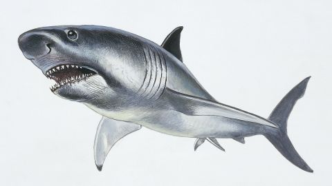 UNSPECIFIED - CIRCA 2003:  Reconstruction of Megalodon, (Carcharodon megalodon) extinct species of shark which lived between the Eocene and the Pliocene Period. Drawing. (Photo by DeAgostini/Getty Images)