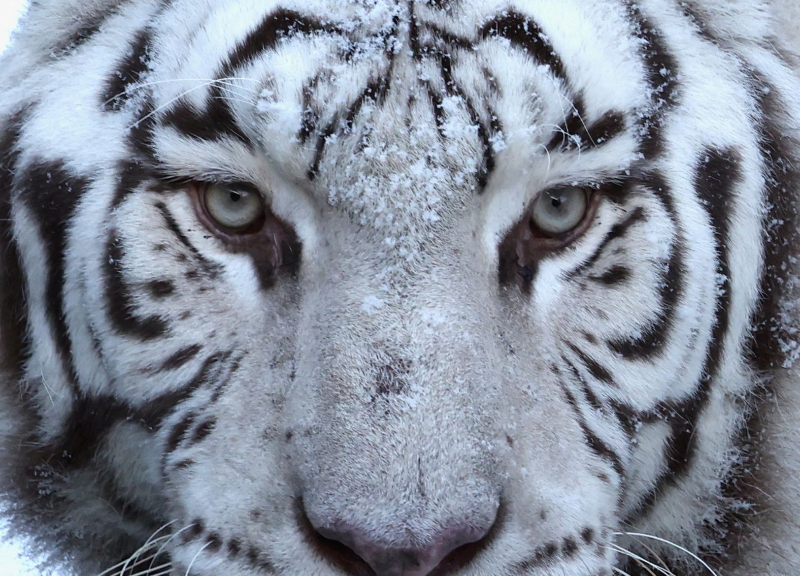 Snow dusts the face of Mumbai, a royal white tiger, at a zoo in Brugelette, Belgium, on Thursday, January 18.