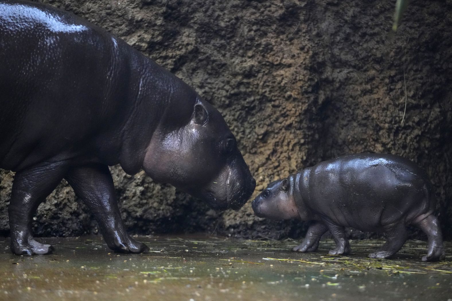 Mikolas, a newborn pygmy hippopotamus calf, appears with his mother, Malaya, at a safari park in Dvur Kralove, Czech Republic, on Monday, January 15.
