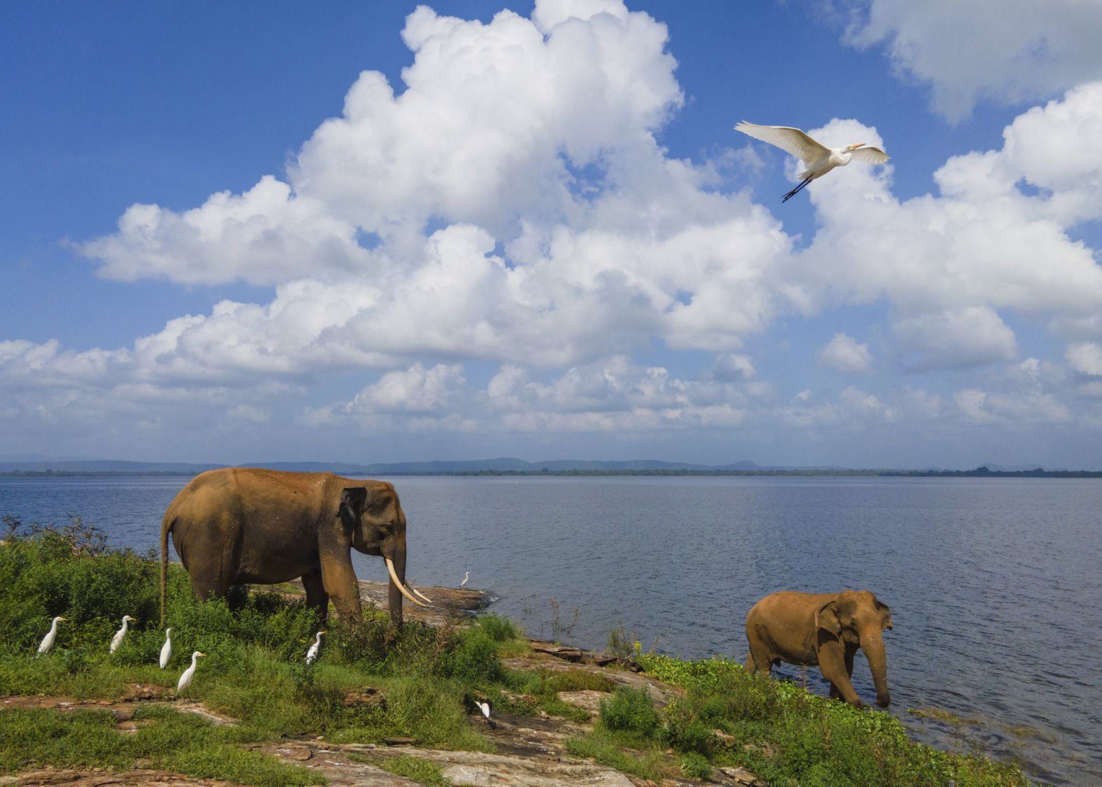 Two elephants walk on an island in Parakrama Lake in Polonnaruwa, Sri Lanka, on Saturday, January 13.