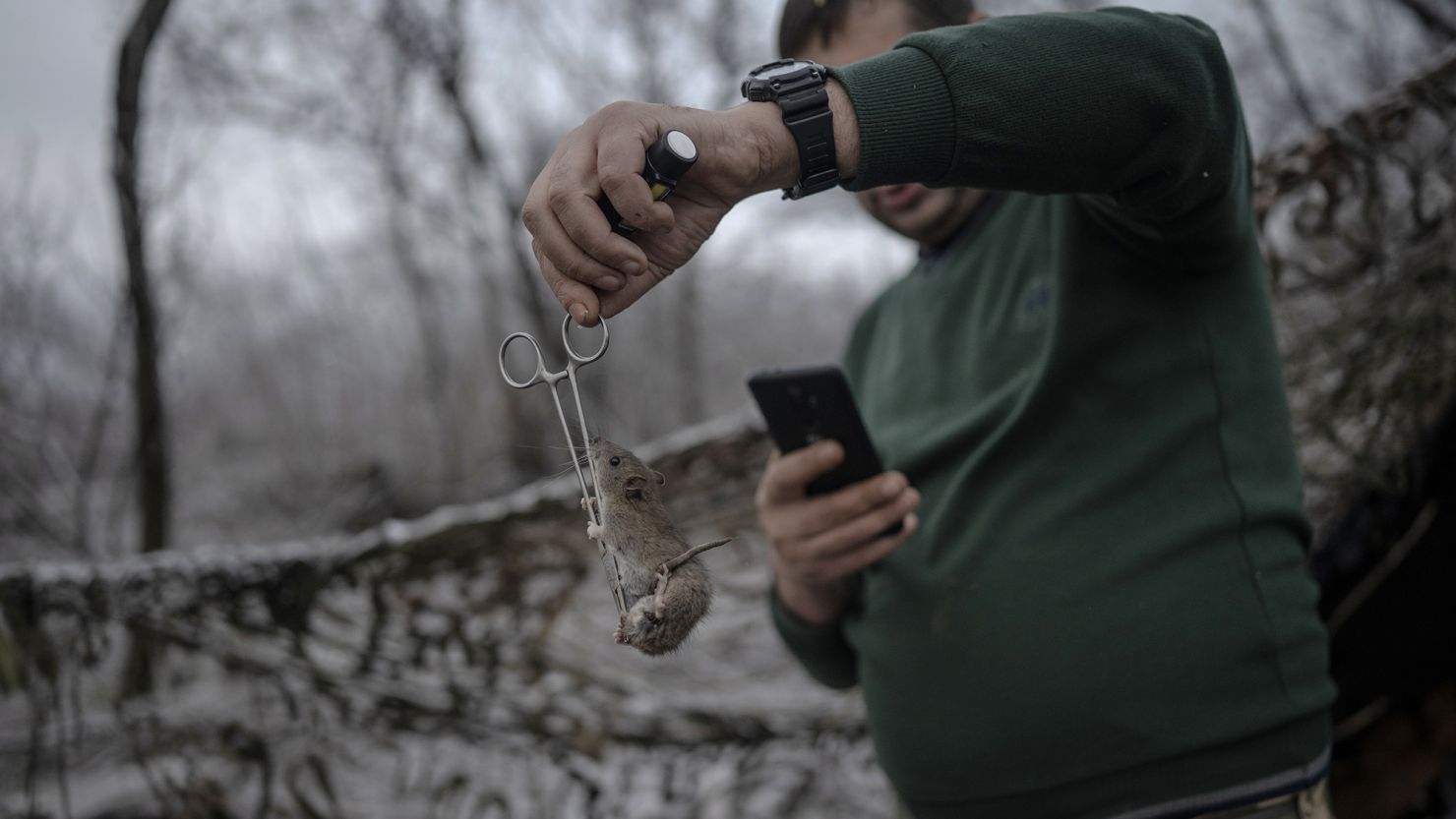 DONETSK REGION, UKRAINE - DECEMBER 16: A military health worker is seen holding a mouse with scissors in front of the trench as Ukrainian soldiers injured in the clashes continue to be evacuated from the frontline amid the ongoing Russia-Ukraine war in Donetsk Region, Ukraine on December 16, 2023. Intense military activity continues in the region. (Photo by Ozge Elif Kizil/Anadolu via Getty Images)