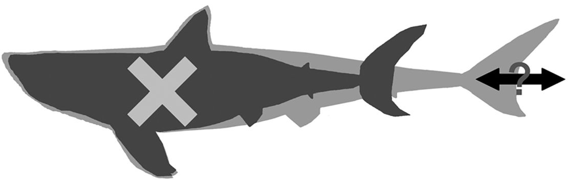Previous and new schematic interpretations of †Otodus megalodon body form. A dark grey silhouette
depicting the previously reconstructed †O. megalodon body form by Cooper et al. (2022) based on the extant white
shark, superimposing a light grey outline showing the newly interpreted body form of †O. megalodon which is more
elongated than the extant white shark. Note: it must be emphasized that this illustration should be strictly regarded as
schematic as the exact extent of body elongation, the shape of the head, and the morphology and positions of the fins
remain unknown based on the present fossil record.