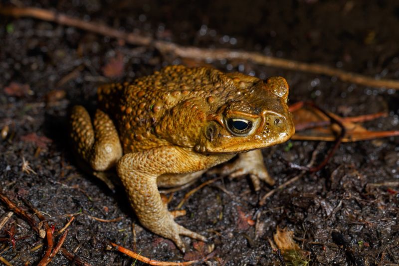 Cane Toad (Rhinella marina) near wetland habitat in Boondall Wetlands in Brisbane, Australia on September 19, 2021.
