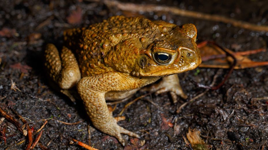 This warty, toxic pest threatens entire ecosystems. These scientists have a secret weapon