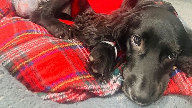 Шесткрако куче, изоставено на паркинг в Уелс, получава нов живот