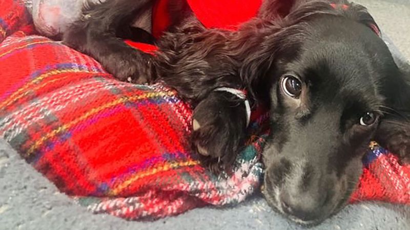 Un chien à six pattes abandonné dans un parking gallois subit une intervention chirurgicale pour retirer ses membres supplémentaires