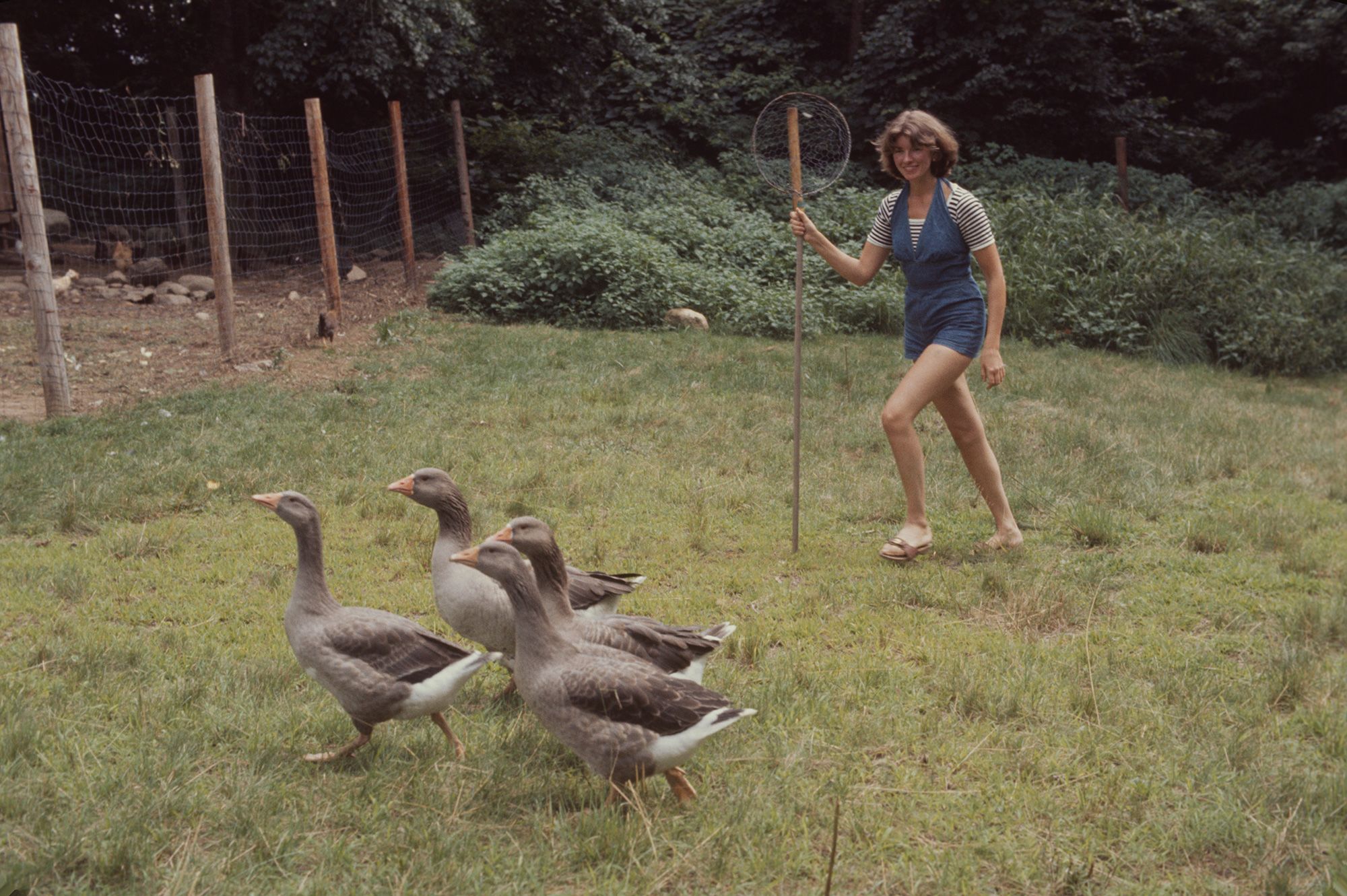 Stewart herds geese on the grounds of her home in Westport, Connecticut, in 1976.