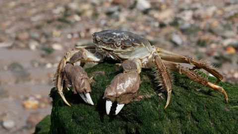 BER5BC Chinese mitten crab, Eriocheir sinensis, Thames, London, October 2009